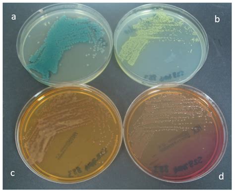 pseudomonas on macconkey agar|Growth and Laboratory Maintenance of Pseudomonas aeruginosa.